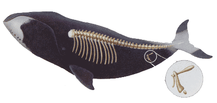 Vestigial Structures In Whales